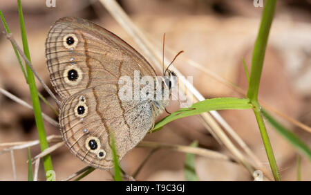 Ventrale Ansicht einer wenig Holz Satyr Schmetterling ruht auf einem Grashalm im Wald Stockfoto