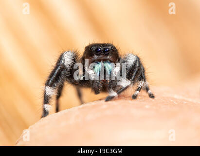 Auffallend schön Fett Jumping Spider, Phidippus Audax,, die auf der Oberseite von einer menschlichen Hand, mit Blick auf den Betrachter Stockfoto