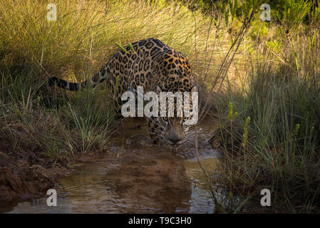 Ein Jaguar schauen in die Kamera Stockfoto