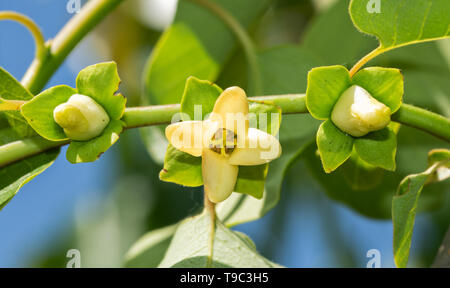 Drei wild Persimmon Blüten, eine offene und zwei knospen im Frühling Stockfoto