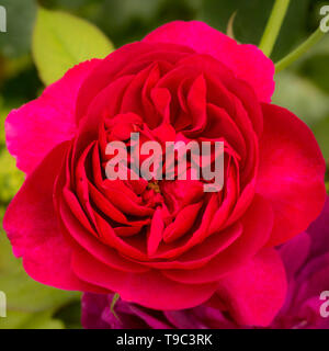 Nahaufnahme von roten Strauch rose - rosa Darcey Bussell. Stockfoto