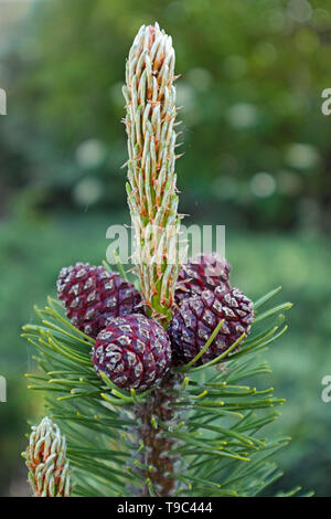 Mugo Pine Cones im Frühling - Pinus mugo-P. mugo Stockfoto