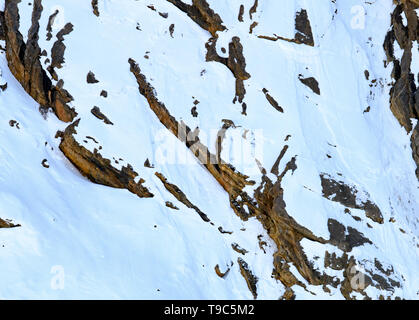 Snow Leopard auch als Geist des Himalaya, Mutter und jungen Bewegen auf dem Himalaya bekannt Schnee bedeckte Berge in großer Höhe Stockfoto