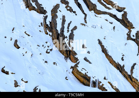 Snow Leopard auch als Geist des Himalaya, Mutter und jungen Bewegen auf dem Himalaya bekannt Schnee bedeckte Berge in großer Höhe Stockfoto