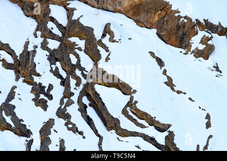 Snow Leopard auch als Geist des Himalaya, Mutter und jungen Bewegen auf dem Himalaya bekannt Schnee bedeckte Berge in großer Höhe Stockfoto
