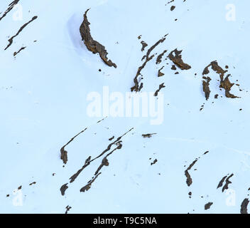 Snow Leopard auch als Geist des Himalaya, Mutter und jungen Bewegen auf dem Himalaya bekannt Schnee bedeckte Berge in großer Höhe Stockfoto