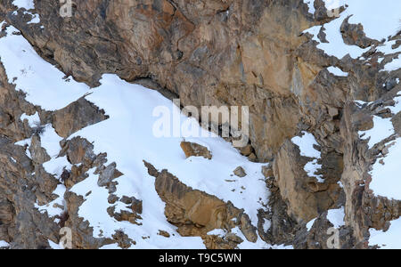 Snow Leopard auch als Geist des Himalaya, Mutter und jungen Bewegen auf dem Himalaya bekannt Schnee bedeckte Berge in großer Höhe Stockfoto