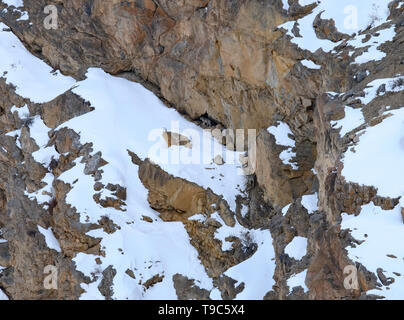 Snow Leopard auch als Geist des Himalaya, Mutter und jungen Bewegen auf dem Himalaya bekannt Schnee bedeckte Berge in großer Höhe Stockfoto