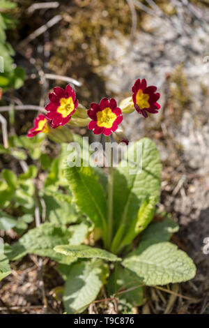 Gemeinsame, Gullviva Schlüsselblume (Primula Veris) Stockfoto