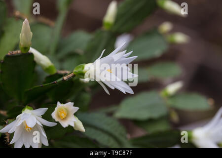 Osterkaktus, Pfingstkaktus, Vårkaktus (Schlumbergera gaertneri) Stockfoto