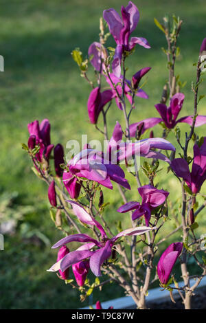 'Susan' Lily Magnolia, Rosenmagnolia (Magnolia liliiflora) Stockfoto