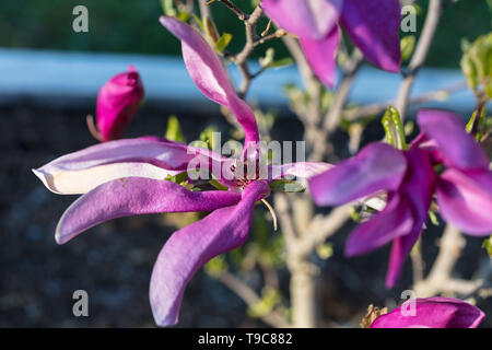 'Susan' Lily Magnolia, Rosenmagnolia (Magnolia liliiflora) Stockfoto