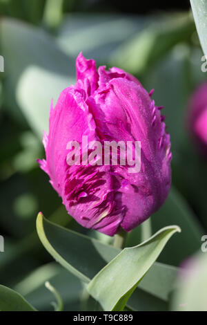 'Blue Parrot' Papagei Tulpe, Papegoya Tulpan (Tulipa gesneriana) Stockfoto