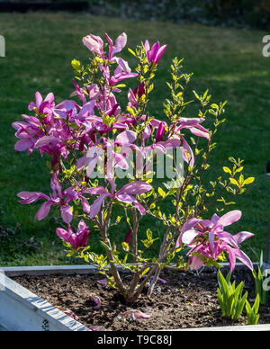 'Susan' Lily Magnolia, Rosenmagnolia (Magnolia liliiflora) Stockfoto