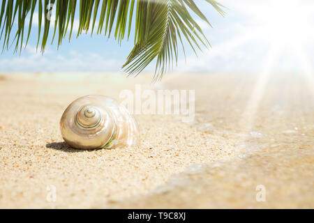 Palm Blätter über die Muschel Muschel auf Sand in der Sonne am Strand Stockfoto