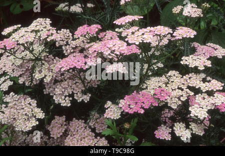 ACHILLEA MILLEFOLIUM ALLGEMEIN BEKANNT ALS SCHAFGARBE ODER GEMEINSAMEN SCHAFGARBE. Stockfoto