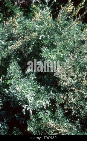 Artemisia Absinthium (bekannt als Wermut, Grand Wermut, Absinth, Absinth Absinthium oder Wermut) ist als Zierpflanze angebaut. Stockfoto