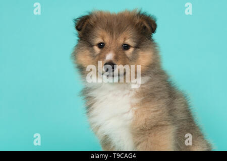 Porträt eines Shetland sheepdog Welpen auf einem blauen Hintergrund in die Kamera von der Seite gesehen suchen Stockfoto