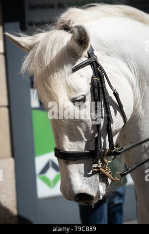 Schöner weißer arabischer Hengst, Nahaufnahme Stockfoto