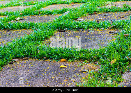 Gras bewachsen Pflastersteine Stockfoto