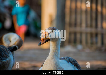 Schwäne sind Vögel der Familie Entenvögel innerhalb der Gattung Cygnus. Nächsten Verwandten die Schwäne" umfassen die Gänse und Enten. Schwäne sind mit dem c gruppiert Stockfoto