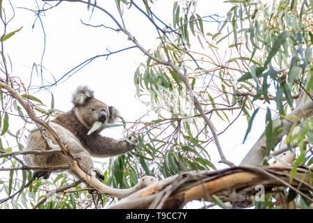 Schöne Koala in freier Wildbahn leben frisst Eukalyptusblätter, die für eine Zweigniederlassung klammert, Kangaroo Island, Südaustralien Stockfoto