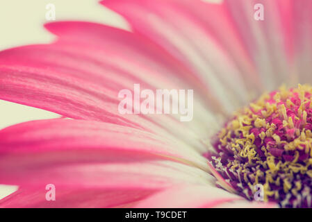 Makro des Zentrums ein rosa Sommer Gänseblümchen zeigt die Masse der kleinen Blüten, aus denen das Zentrum in einem flachen Dof-Bild mit einer verblichenen Vintage-Effekt. Stockfoto