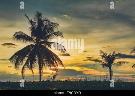 Palmen im Sonnenuntergang Stockfoto