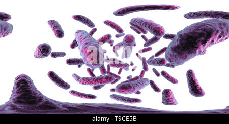 Enterobacteriaceae Bakterien, Abbildung Stockfoto