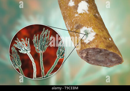 Geräucherte Wurst mit Schimmel, zusammengesetztes Bild Stockfoto