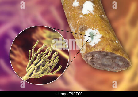 Geräucherte Wurst mit Schimmel, zusammengesetztes Bild Stockfoto