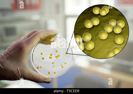 Micrococcus luteus Bakterien, zusammengesetztes Bild Stockfoto
