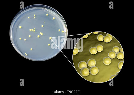 Micrococcus luteus Bakterien, zusammengesetztes Bild Stockfoto