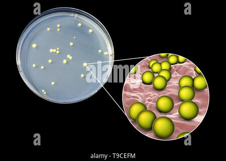 Micrococcus luteus Bakterien, zusammengesetztes Bild Stockfoto