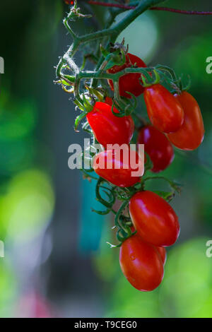 Rote tomate Bündel hängen von der Niederlassung Stockfoto