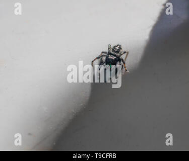 Eine BOLD-Jumper (Phidippus Audax) geht in eine defensive Haltung auf der Seite einer Keramik Spüle. Stockfoto