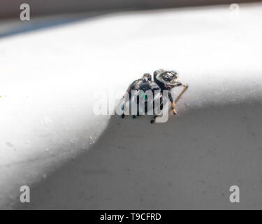 Eine BOLD-Jumper (Phidippus Audax) geht in eine defensive Haltung auf der Seite einer Keramik Spüle. Stockfoto