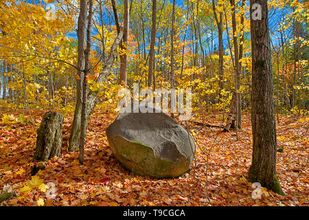 Rock in Hartholz Wald im Herbst in der Nähe von Parry Sound. Horseshoe Lake Ontario Kanada Stockfoto