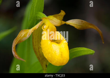 Gelbe Dame Frauenschuh (Cypripedium calceolus) Bow Valley, Alberta Stockfoto