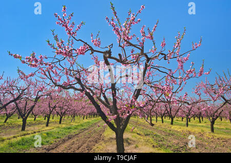 Pfirsichbäume in der Blüte (Blüte) auf einen Obstgarten am Lake Ontario in der Niagara Region. Golden Horseshoe. Niagara Peninsula. Grimsby Ontario Kanada Stockfoto