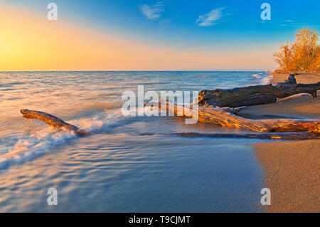 Treibholz am Erie See Küste am Sunrise Point Pelee National Park Ontario Kanada Stockfoto