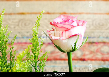 Eine blass rosa Rose mit Scarlet Margen in Nahaufnahme mit einem weichen Hintergrund. Ansicht von oben und Aussicht, Stockfoto