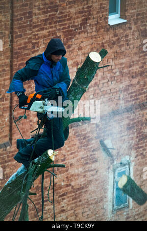 Ein Mann mit einer Kettensäge ist Beschneidung ein Baum, schneidet große Zweige. Stockfoto