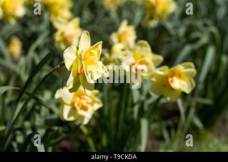 Nahaufnahme der Blüte mit gelb blühenden Narzissen Hintergrund oder Konzept. Stockfoto