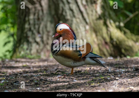 Mandarinente (Aix galericulata) männlich. Stockfoto
