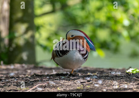 Mandarinente (Aix galericulata) männlich. Stockfoto