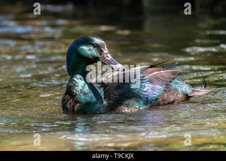 Cayuga Ente in freier Wildbahn Stockfoto