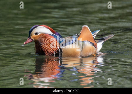 Mandarinente (Aix galericulata) männlich. Stockfoto