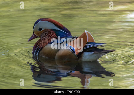 Mandarinente (Aix galericulata) männlich. Stockfoto