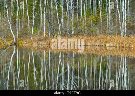 Birke (Betula Papyrifera) Bäume in Langen See, Longlac, Ontario, Kanada wider Stockfoto